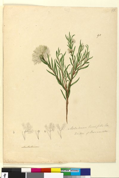 Pagina 92. Melaleuca linariifolia da John William Lewin