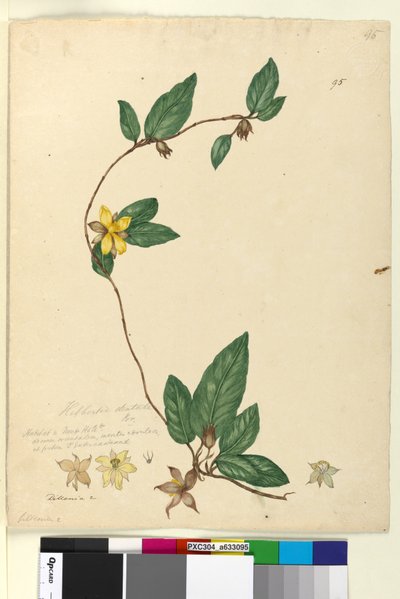 Pagina 95. Hibbertia dentata da John William Lewin