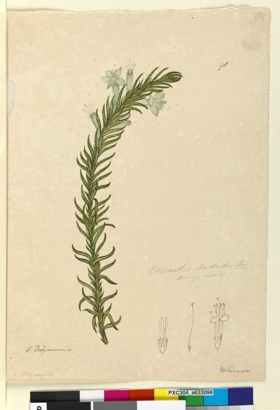 Pagina 98. Chloanthes stoechadis da John William Lewin