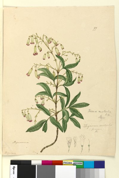 Pagina 99. Bignonia australis Pandorea pandorana da John William Lewin