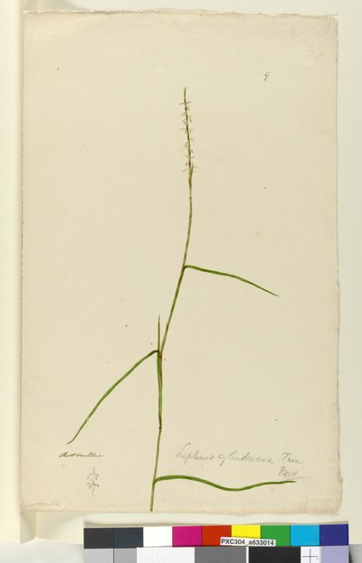 Pagina 9. Lepturus cylindricus, c.1803-06 da John William Lewin