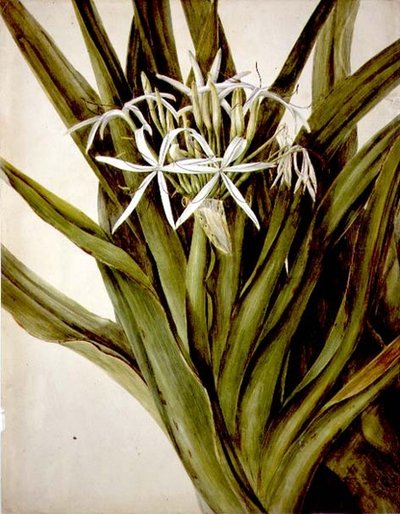 Il giglio di Murray, cirinum pedunculatum da John William Lewin
