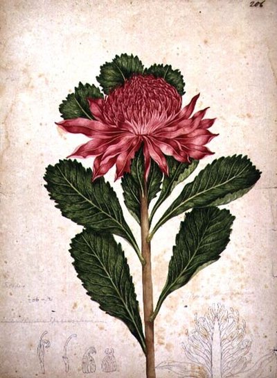 Waratah, telopea speciosissima da John William Lewin