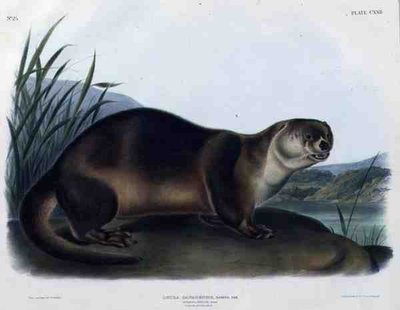 Lutra Canadensis o Lataxina Mollis (Lontra del Canada), tavola 122 da 