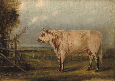 Un giovane toro, c. 1849 da John Woodhouse Audubon