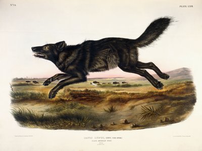 Lupo americano nero, maschio, 1845 da John Woodhouse Audubon