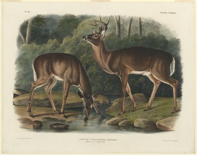 Cervo della Virginia da John Woodhouse Audubon