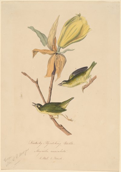 Parula del Kentucky da John Woodhouse Audubon