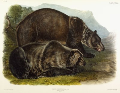 Orso grizzly maschio da John Woodhouse Audubon