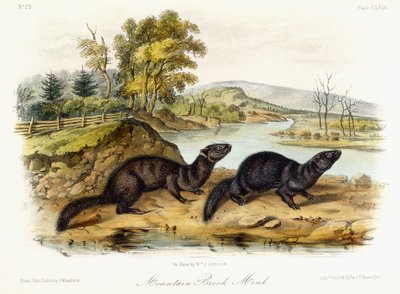 Visone di torrente montano, c.1849-1854 da John Woodhouse Audubon