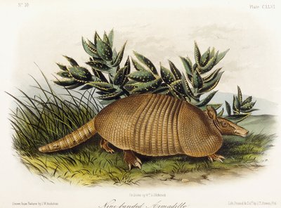 Armadillo a nove fasce da John Woodhouse Audubon