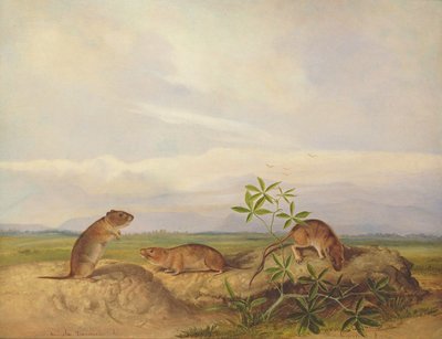 Topo di Townsend, topo di risaia di Meadow Vale e Swamp da John Woodhouse Audubon