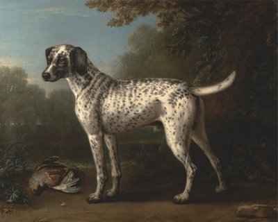Un cane grigio maculato da John Wootton