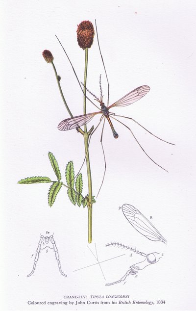 Tipula, Nature in Britain pubblicato da Collins, 1946 da John after Curtis