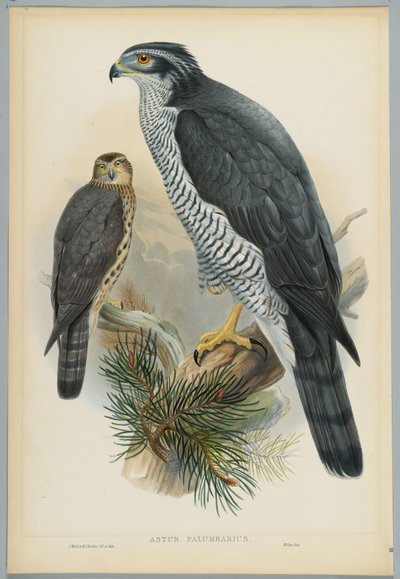 Astur Palumbarius - Astore, disegnato da J. Wolf, inciso da H. C. Richter da John after Gould
