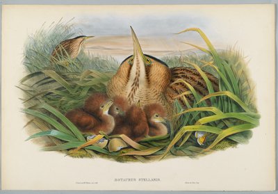 Botaurus Stellaris - Tarabuso, inciso da H. C. Richter da John after Gould