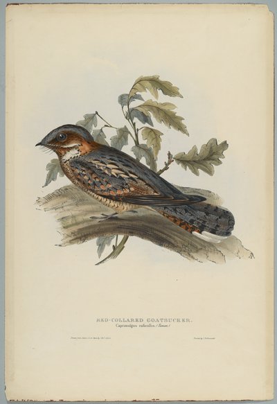 Caprimulgus Ruficollis da John after Gould
