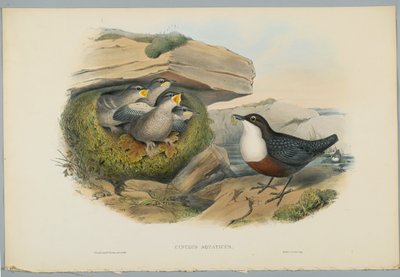 Cinclus Aquaticus - Merlo acquaiolo, inciso da H. C. Richter da John after Gould