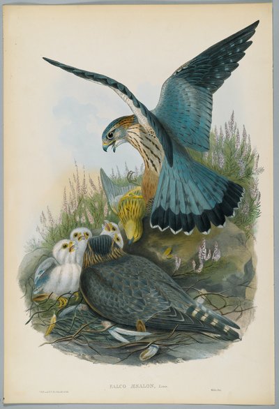 Falco Aesalon - Smeriglio, disegnato da J. Wolf, inciso da H. C. Richter da John after Gould