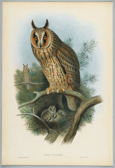 Otus Vulgaris - Gufo comune, disegnato da J. Wolf, inciso da H. C. Richter da John after Gould
