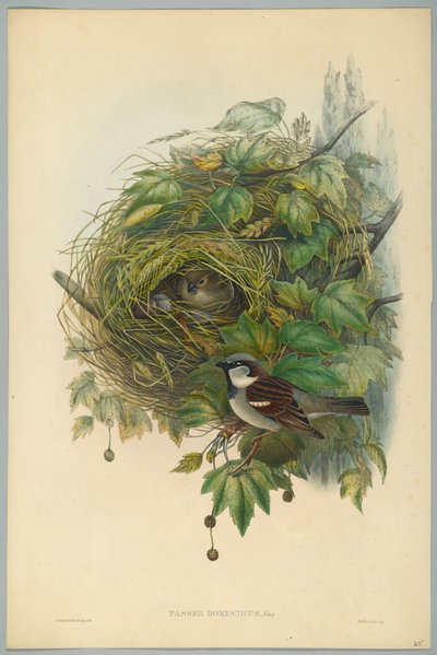 Passer Domesticus - Passero comune, inciso da H. C. Richter da John after Gould