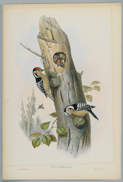 Picus Minor - Picchio rosso minore, inciso da H. C. Richter da John after Gould