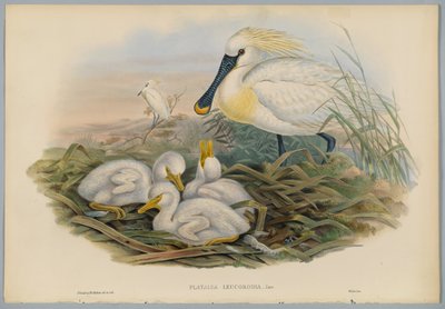 Platalea Leucorodia - Spatola e giovani, inciso da H. C. Richter da John after Gould