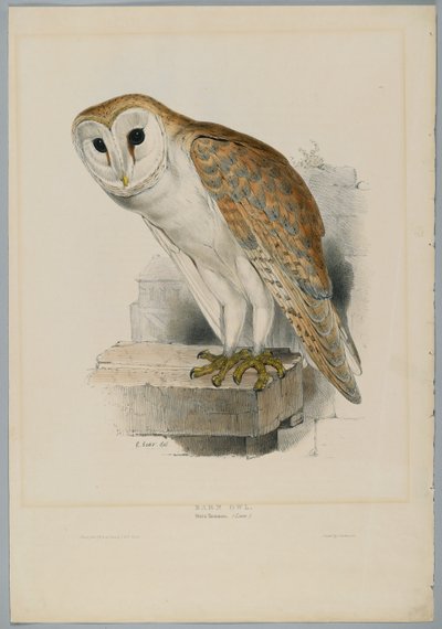 Strix Flammea - Barbagianni da John after Gould