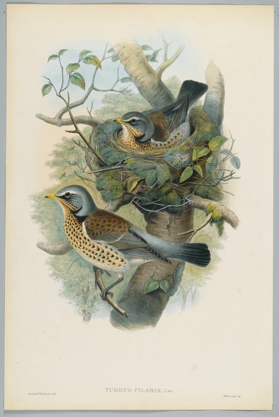 Turdus Pilarus - Tordo sassello, inciso da H. C. Richter da John after Gould