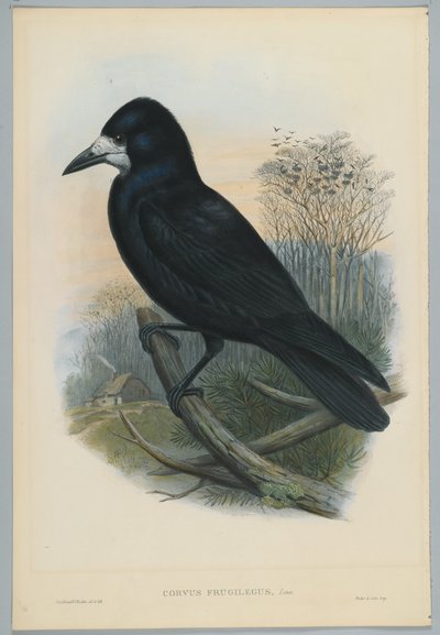 Immagine sconosciuta da John after Gould