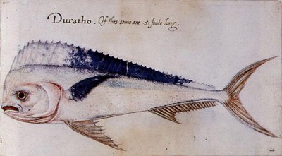 Dorado da John after White