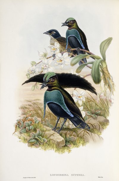 Uccello del paradiso superbo (Lophorina Superba) da John and Hart William Gould