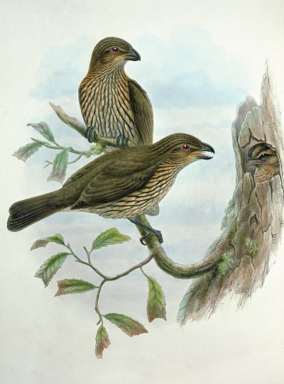 Ailuroedus Dentirostris, Uccello Gatto dal Becco Dentato da John and Hart, William Gould