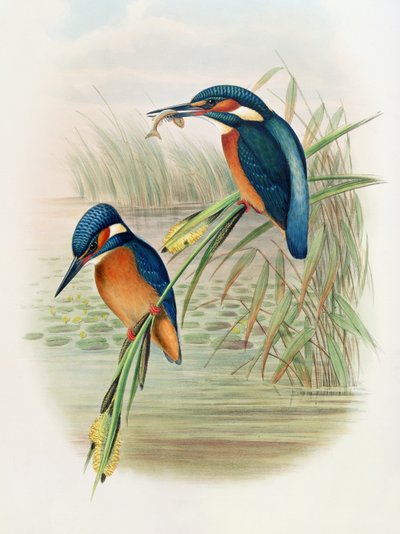Alcedo Ispida, tavola da 