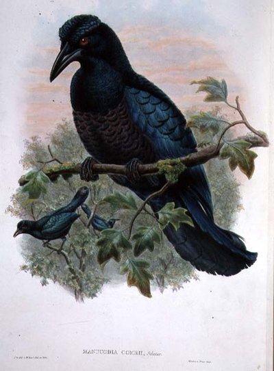 Manucodia crestata da John and Hart, William Gould