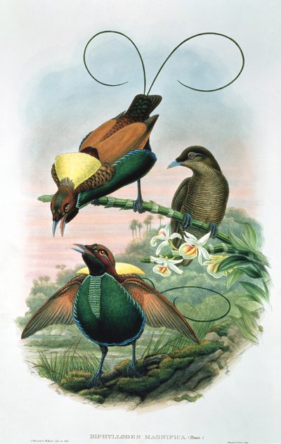 Diphyllodes Magnificus da John and Hart, William Gould