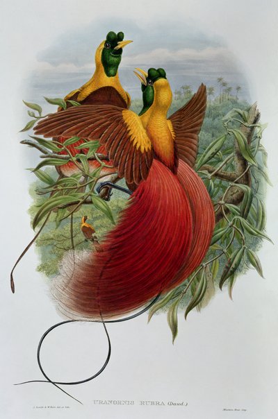Uranornis Rubra da John and Hart, William Gould