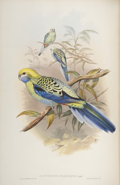 Platycerus cyanogenus, da Gli uccelli dell
