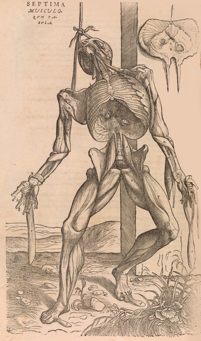 De humani corporis fabrica sulla struttura del corpo umano da John of Calcar