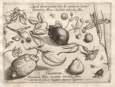 Archetipi e studi: Cosa può emergere in accordo con una promessa così cavernosa, 1592 da Joris Hoefnagel