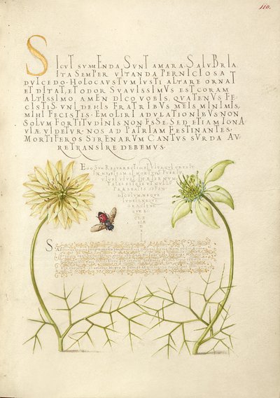 Cumuli neri e insetti da Joris Hoefnagel