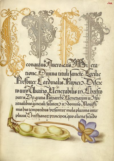 Fave e foglie di fegato da Joris Hoefnagel