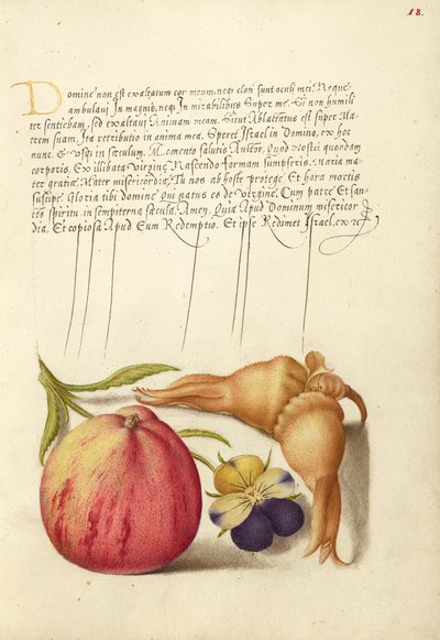 Mela comune, viola selvatica europea e filiberto gigante da Joris Hoefnagel