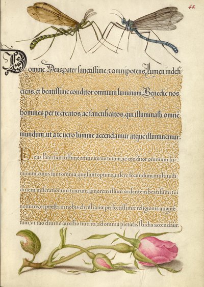 Mosca della gru crestata, insetto e rosa francese da Joris Hoefnagel