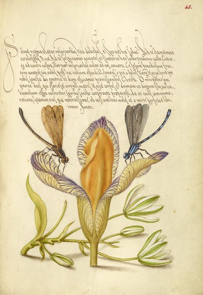 Damigelle, Iris di Spagna e Stella di Betlemme da Joris Hoefnagel