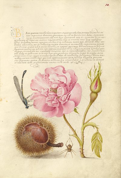 Damselfly, French Rose, Spanish Chestnut e Spider da Joris Hoefnagel