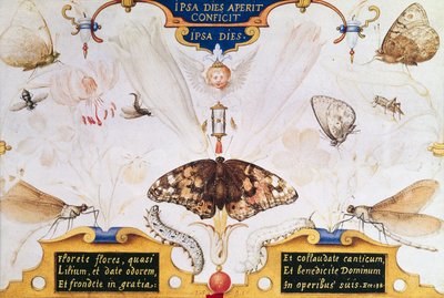 Dittico con fiori e insetti, 1591 da Joris Hoefnagel