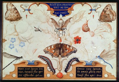 Dittico con fiori e insetti, 1591 da Joris Hoefnagel