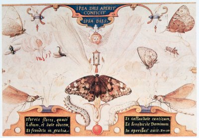 Dittico con fiori e insetti, 1591 da Joris Hoefnagel