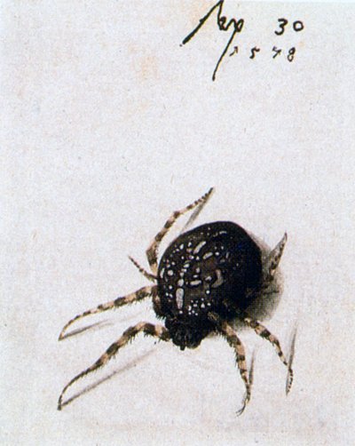 Ragno femmina, 1578 da Joris Hoefnagel